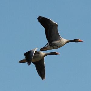 Greylag Goose