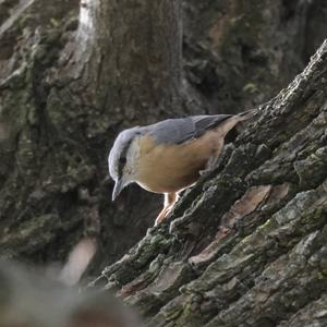 Wood Nuthatch