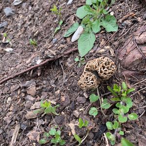 Yellow Morel