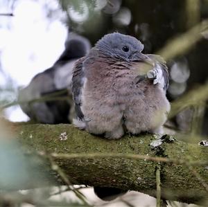 Common Wood-pigeon