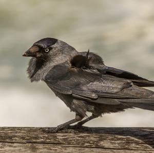 Eurasian Jackdaw