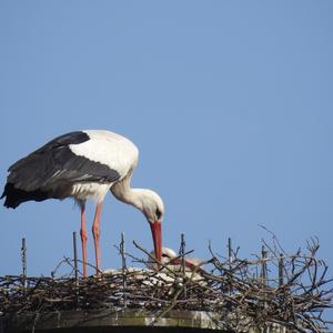 Weißstorch