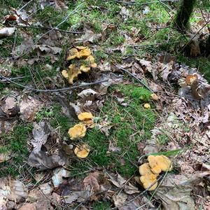 Chanterelle, Common