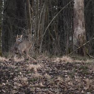 European Roe Deer