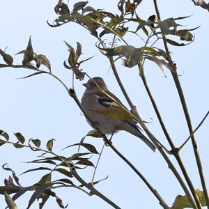 Eurasian Chaffinch