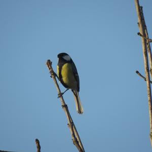 Great Tit