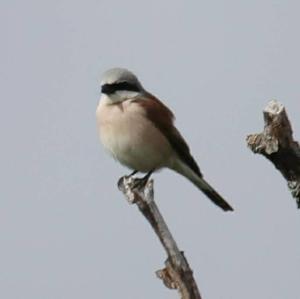 Red-backed Shrike