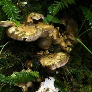 Sheep Polypore