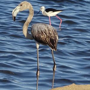 Greater Flamingo