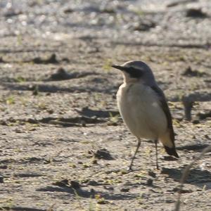 Northern Wheatear