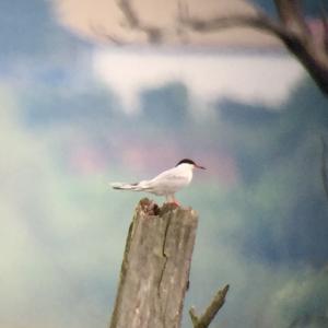 Common Tern