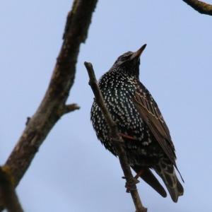 Common Starling