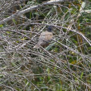 European Turtle-dove