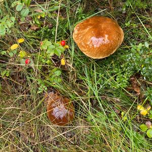 Larch Suillus