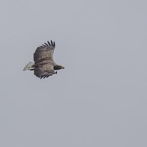 White-tailed Eagle