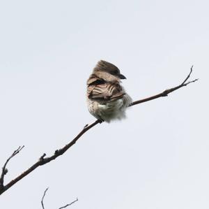 Red-backed Shrike