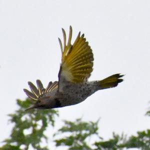 Northern Flicker