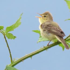 Melodious Warbler