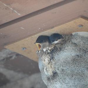 Northern House-martin