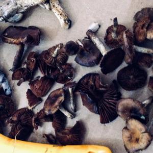 Bluing Psilocybe