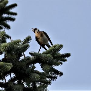 European Goldfinch