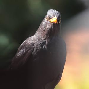 Eurasian Blackbird