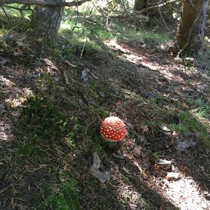 Fly Agaric