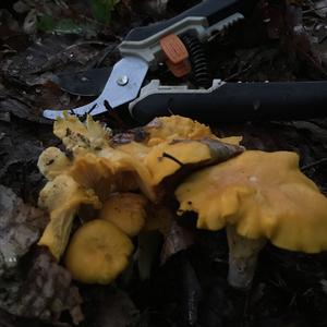 Chanterelle, Common