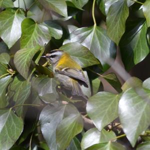 Firecrest