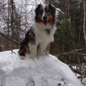 Australian Shepherd