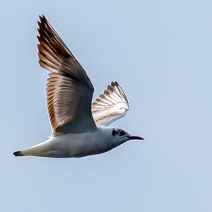 Little Gull