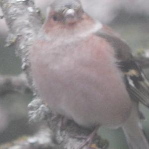 Eurasian Chaffinch