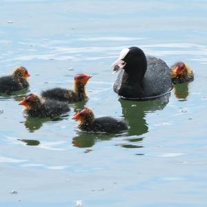 Common Coot