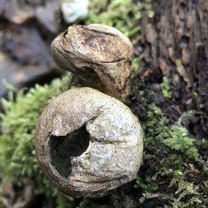 Stump Puffball