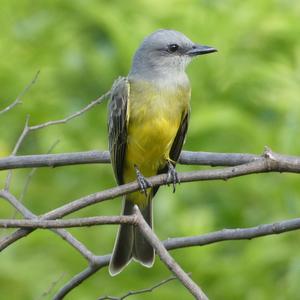 Tropical Kingbird