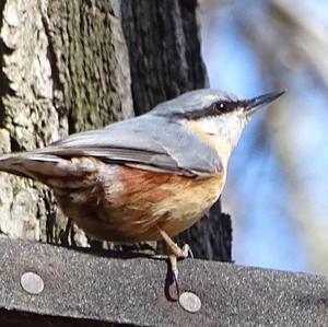 Wood Nuthatch