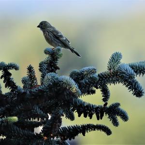 European Serin