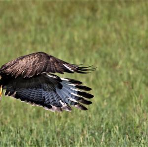 Common Buzzard