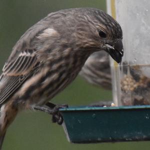 House Finch