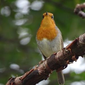 European Robin