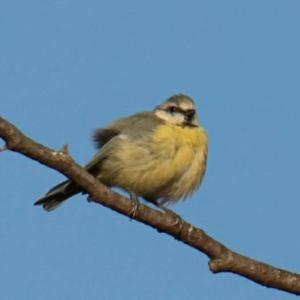 Blue Tit