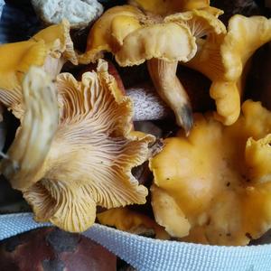 Chanterelle, Common