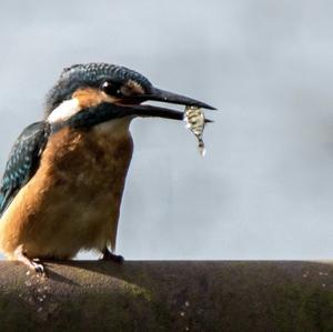 Eisvogel