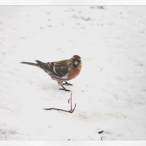 Common Redpoll