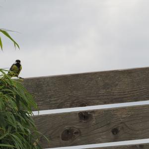 Great Tit