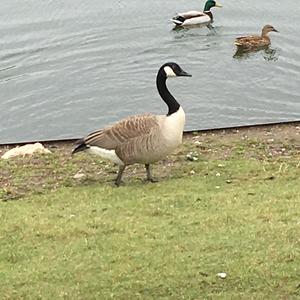 Canada Goose