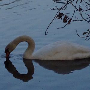 Mute Swan