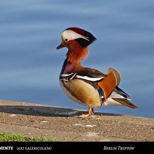 Mandarin Duck