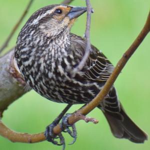 Red-winged Blackbird