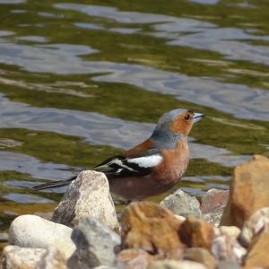 Eurasian Chaffinch